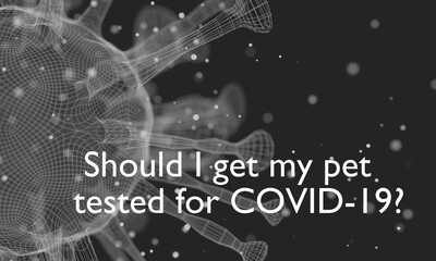 Should i get my pet tested for Covid 19 question. Medical education relative illustration. Scientific medical design. 3D rendering.