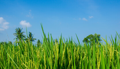 Asian agriculture rice or paddy