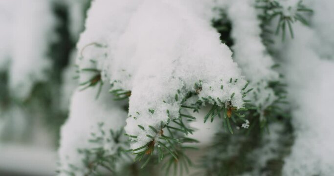 Close Up Pine Tree Snow Covered Winter