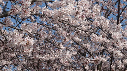 Spring has come with cherry blossom, Sakura, Japan
