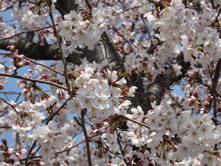 Spring has come with cherry blossom, Sakura, Japan