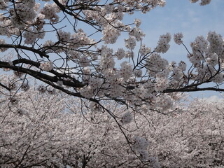 Spring has come with cherry blossom, Sakura, Japan