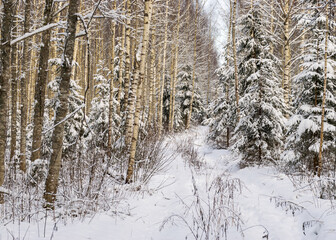 Birch grove on a winter day, trees covered with snow, snowy small spruces, beautiful snow-covered...