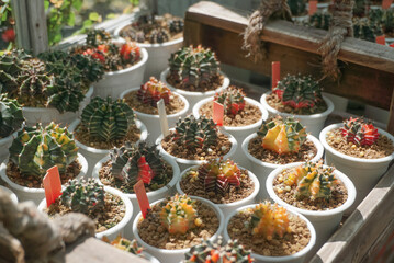 Fototapeta na wymiar Group of cactus pot beside window