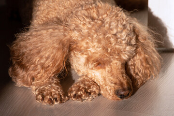 An apricot poodle with curly golden hair lies in the sunlight on a black background.