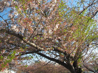 Spring has come with cherry blossom, Sakura, Japan