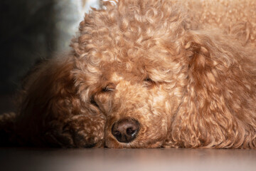 An apricot poodle with curly golden hair lies in the sunlight on a black background.