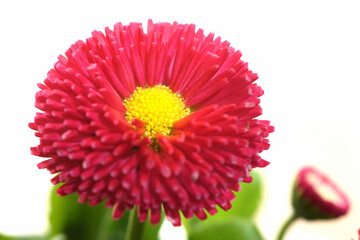 赤いデイジー（雛菊）