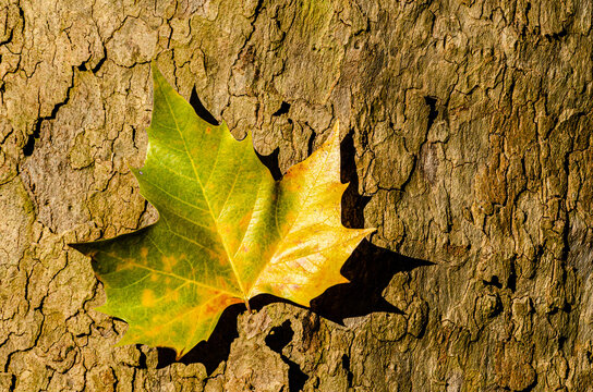Blatt Ahorn am Baumstamm mit Rinde