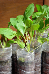 Simple gardening mustard greens or Choy Sum vegetable at home utilising used bottle as pot.