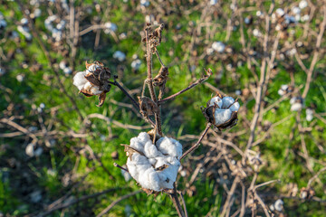 the blooming cotton capsules in the field 