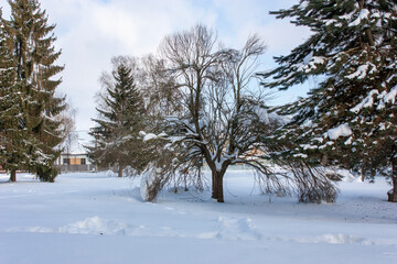 Suburbs of Grodno. Belarus. Winter landscape. Morning park. Snow-covered trees, blue bright sky.