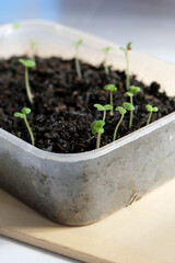 Seedling process of mustard green or Choy Sum vegetable. 
