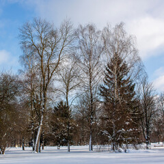 Suburbs of Grodno. Belarus. Winter landscape. Morning park. Snow-covered trees, blue bright sky, ski trail in the snow.