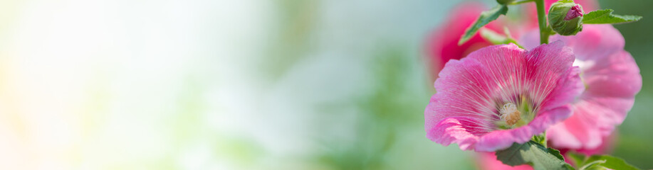 Nature of flower in garden using as cover page background natural flora wallpaper or template brochure landing page design