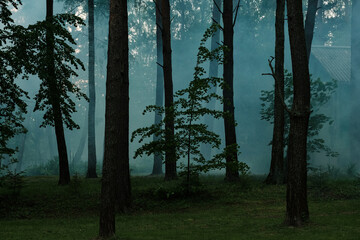 Obraz premium Fog in the forest at the recreation center