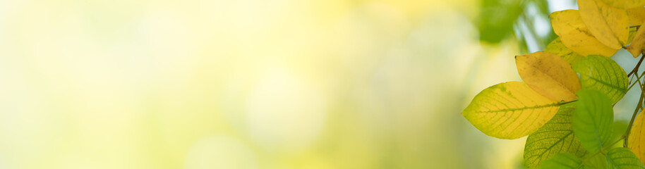 Nature of green leaf in garden at summer. Natural green leaves plants using as spring background cover page greenery environment ecology wallpaper