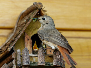 Gartenrotschwanz füttert Nestlinge