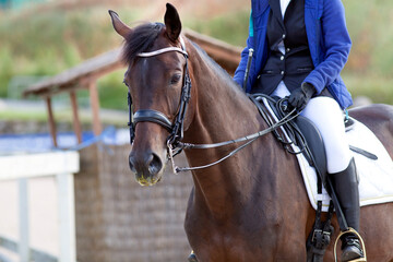 Obraz premium A red sports horse with a rider riding with his foot in a boot.