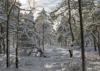 Snowy bog forest after a blizzard, amazing winter wonderland, trees close-up, cold weather and perfect snow conditions, powdery snow covers the bog