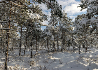 Snowy bog forest after a blizzard, amazing winter wonderland, trees close-up, cold weather and perfect snow conditions, powdery snow covers the bog