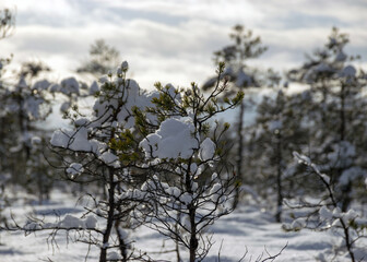 Snowy bog forest after a blizzard, amazing winter wonderland, trees close-up, cold weather and perfect snow conditions, powdery snow covers the bog