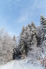 snow covered trees in the forest