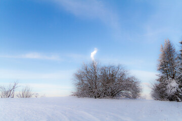 snow covered trees