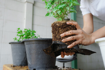Planting basil, or Ocimum basilicum, with both hands, of female, 25 to 30 years old, grasping the roots of the dietary fiber in the soil, preparing it in a black pot, for breeding, propagate, break.