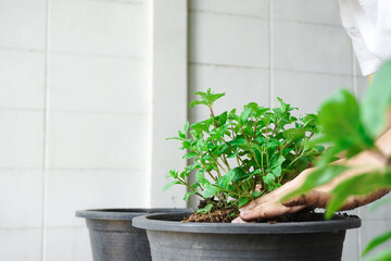 Peppermint, or Melissa officinalis, planted by women, age 25 to 30, wearing a mask, removing the seedlings from the black bag, with soil and roots attached, into pots, with the intention of planting.