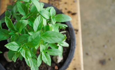 Basil, or Ocimum basilicum, transplanted into a pot, placed on a wooden table, taken from natural light. , Top corner, close-up, with empty space.