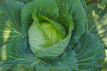 Close up top view of Cabbage in the garden.
