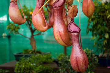 Orchidee