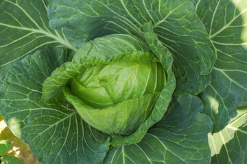 Close up top view of Cabbage in the garden.