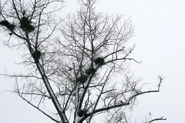 Nests of birds in the winter forest