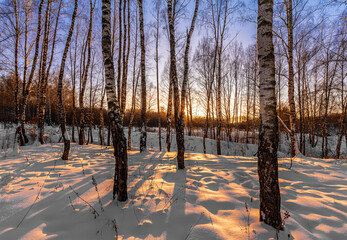 Sunset or sunrise in a winter birch grove with  snow on earth. Rows of birch trunks with the sun rays passing through the trees