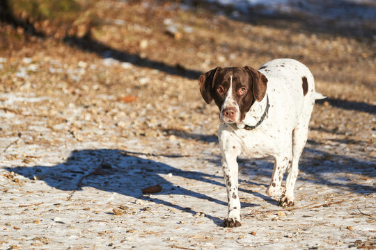 Old danish pointer dog walking on path in the forest