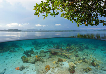 Tropical seascape over and under water surface with a nurse shark, Caribbean sea