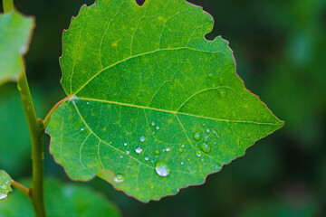 Young green leaf of a tree with dew drops.