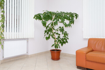 Sofa and a ficus in a pot against a colored wall.