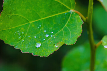 Green leaf of a bush with drops after rain.