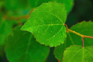 Young green leaves of a tree in spring.