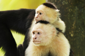 Pair of White-faced Capuchin - Cebus capucinus, beautiful brown white faces primate from Costa Rica forest.