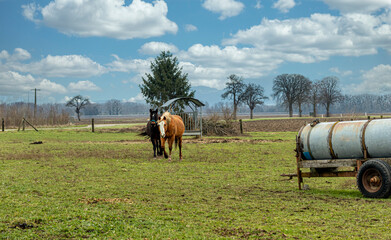 Zwei Pferde auf einem Bauernhof auf der Wiese