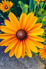 Beautiful bright flower with yellow petals. View from above.