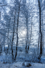 frozen grove after a snowfall on a winter cloudy day. Trees and branches covered with frost and ice.