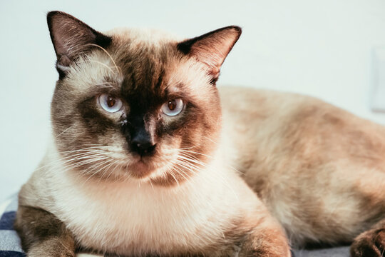Portrait of Purebred cute siamese cat  with blue eye lying