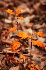 Autumn light background of leaves
