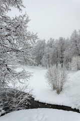 Serene winter landscape with snow covered trees in the park during heavy snowfall. 