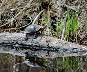 Obraz premium Turtle warming under the sun by the lake